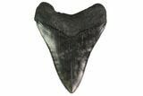 Fossil Megalodon Tooth - South Carolina #135929-1